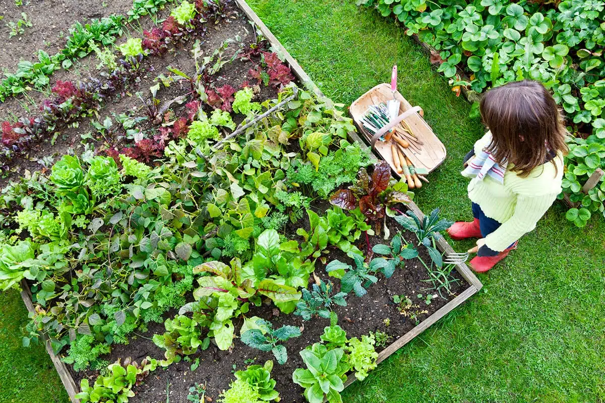 jardin comestible